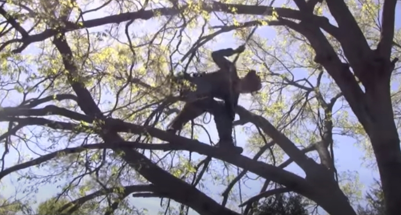 Prescott Tree Service business image