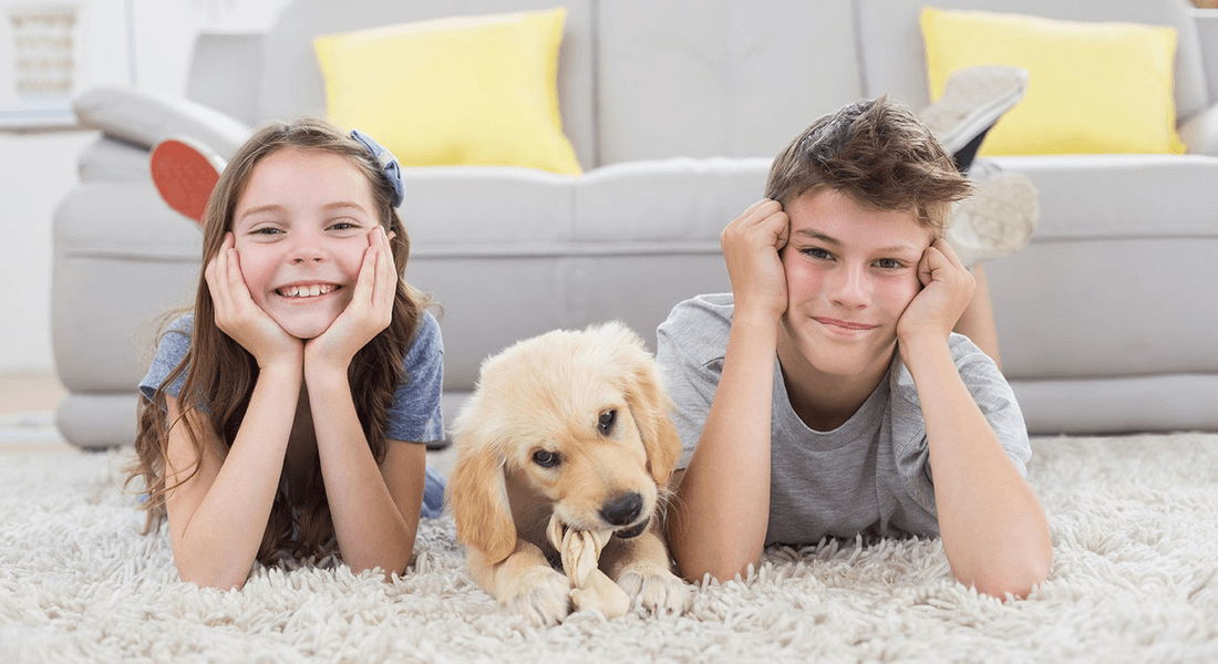 Shelby Township Carpet and Floors business image