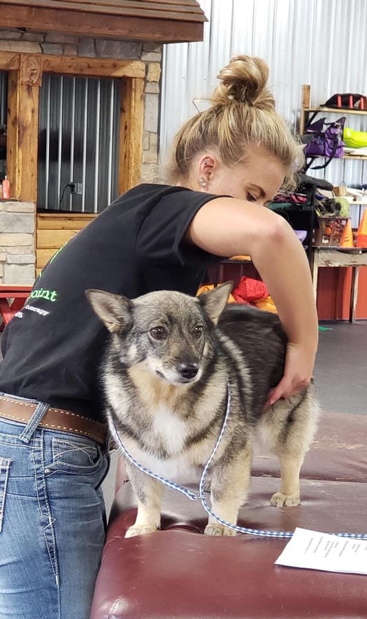 Triggerpoint Equine & K9 Sports Massage Therapy business image