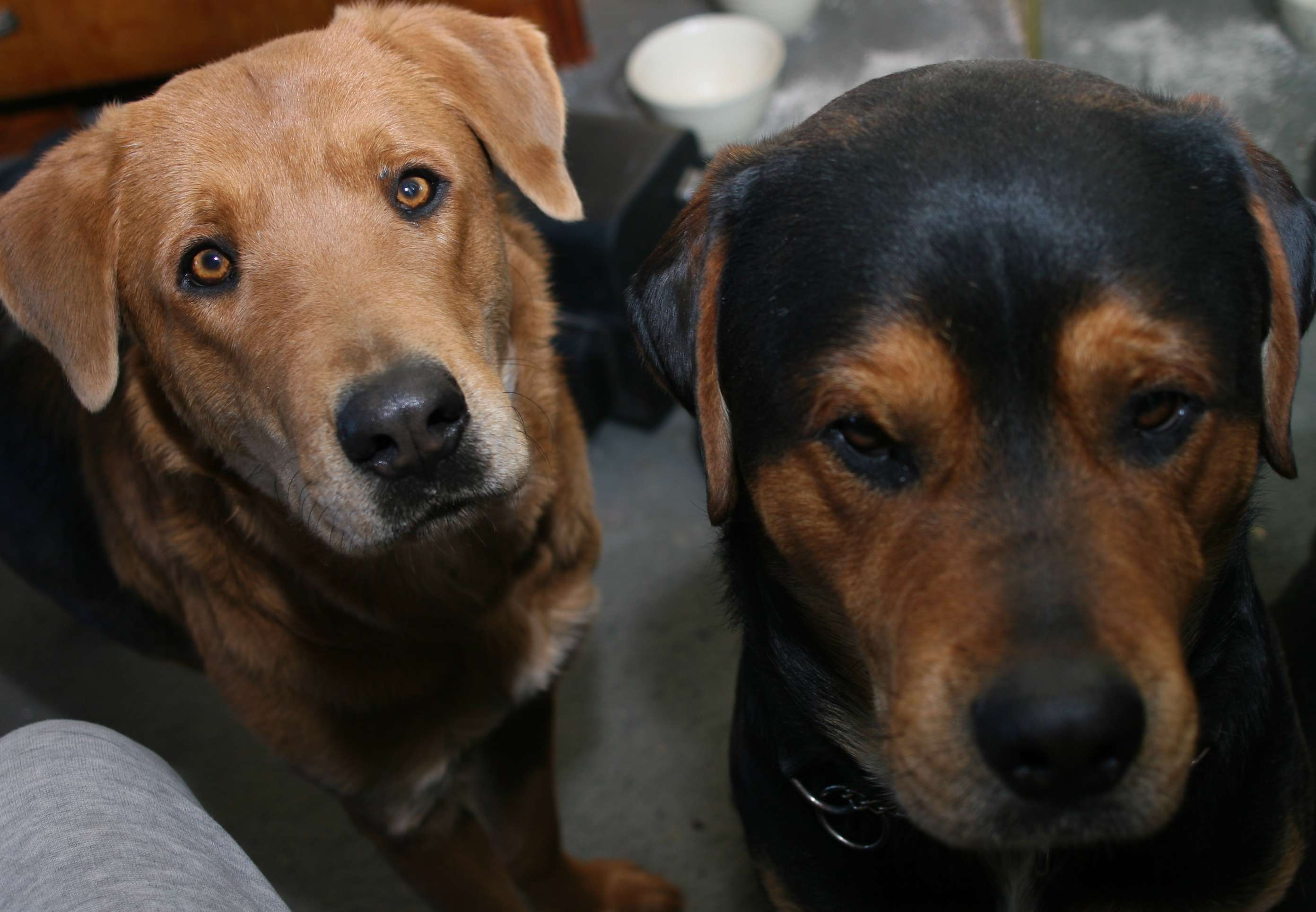 Valentin Dog and House Sitting business image